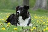 BORDER COLLIE 1020